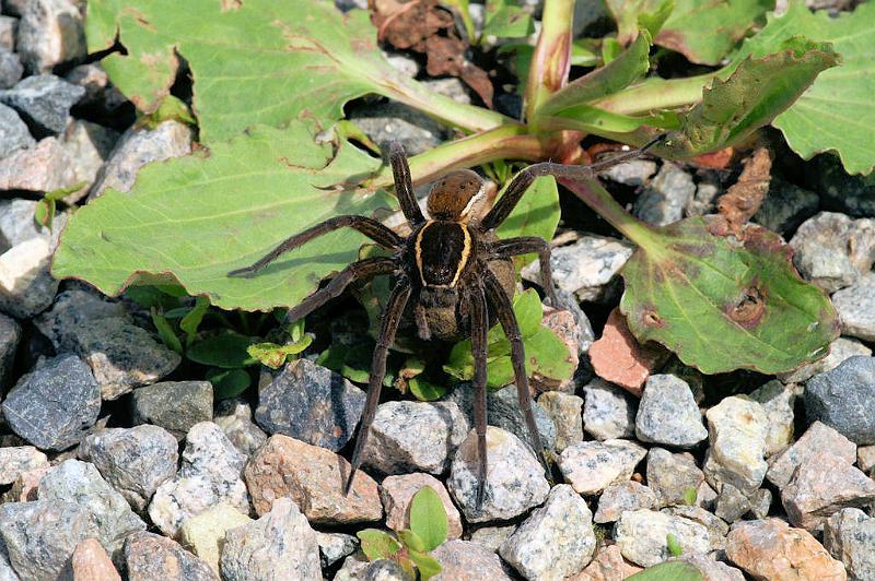 Dolomedes_fimbriatus_D5093_Z_92_Canal du Nivernais_Frankrijk.jpg